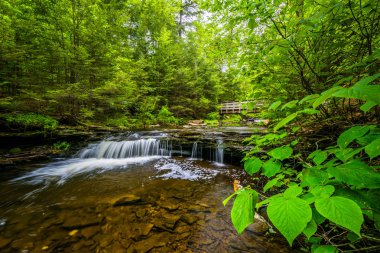 Art arda sıralı ve yaya köprüsü Ricketts Glen State Park, Pennsylvania