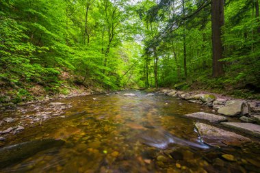Mutfak Creek Parkı'nda Ricketts Glen devlet, kalem yemyeşil bir ormandaki