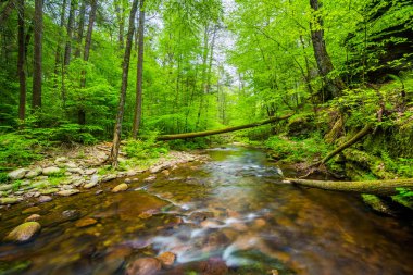 Küçük mutfak Creek, Ricketts Glen State Park, Pe basamaklandırır