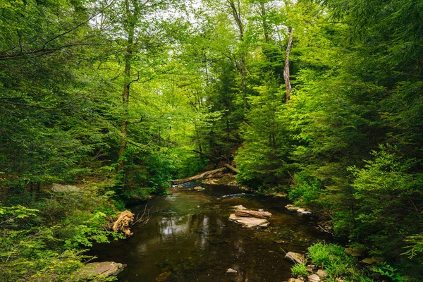 Un torrente in una foresta lussureggiante, a Ricketts Glen State Park, Pennsylva — Foto Stock