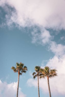 Del Mar, San Diego County, Kaliforniya 'da palmiye ağaçları