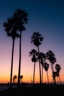 Gün batımında plajda palmiye ağaçları, Venice Beach, Los Angeles,
