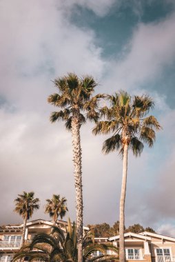 palmiye ağaçları Laguna Beach, California