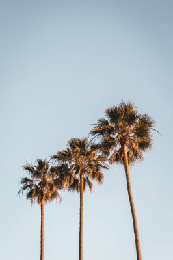 Dana Point, Kaliforniya 'da palmiye ağaçları