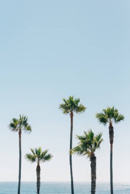 Manhattan Beach, California palmiye ağaçları