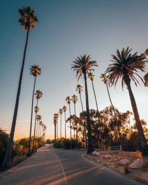 Elysian Park, Los Angeles, Kaliforniya 'da bir yol boyunca palmiye ağaçları