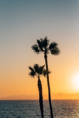 Manhattan Beach, California 'da gün batımında palmiye ağaçları