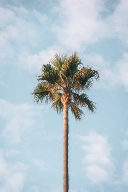 Malibu, California 'da palmiye ağacı
