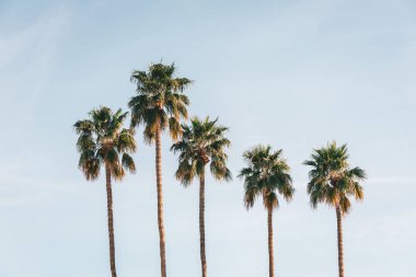 Palmiye ağaçları, Palm Springs, Kaliforniya