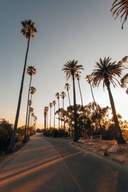 Elysian Park, Los Angeles, Kaliforniya 'da bir yol boyunca palmiye ağaçları