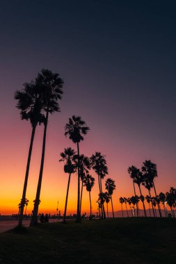 Gün batımında plajda palmiye ağaçları, Venice Beach, Los Angeles,