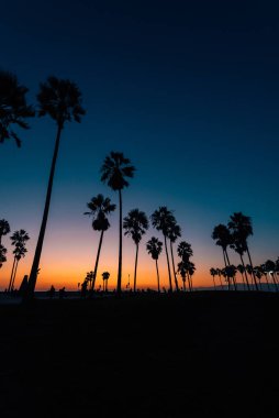 Gün batımında plajda palmiye ağaçları, Venice Beach, Los Angeles,
