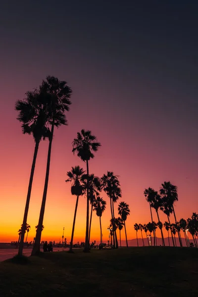 Palmy o zachodzie słońca, Venice Beach, Los Angeles, Kalifornia — Zdjęcie stockowe