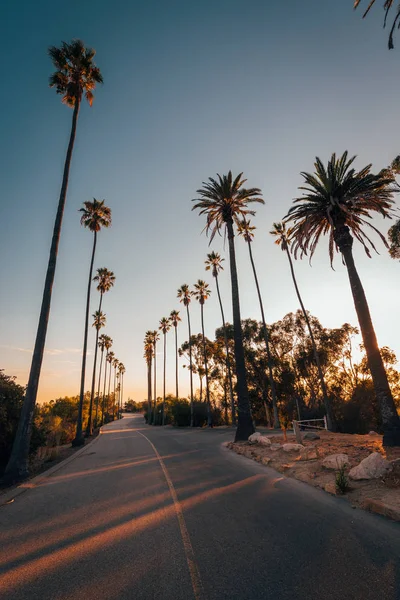 Palmeras a lo largo de un camino en Elysian Park al atardecer, en Los Angele — Foto de Stock