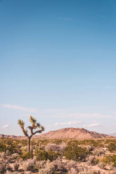 Krajobraz pustynny w Yucca Valley, Kalifornia — Zdjęcie stockowe