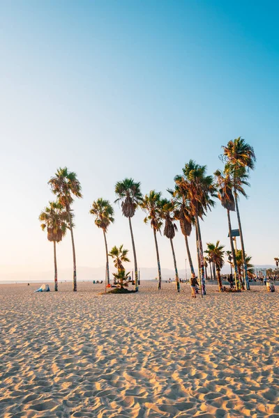 Venice Sahili, Los Angeles, Californi, sahilinde palmiye ağaçları — Stok fotoğraf