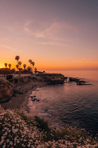 Blumen und Blick auf einen Strand bei Sonnenuntergang, in la jolla, san diego, c — Stockfoto