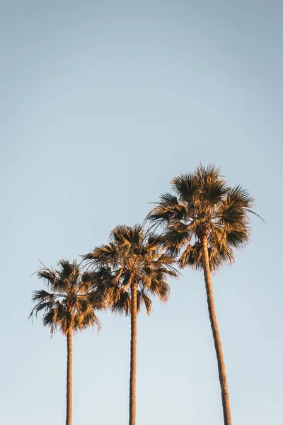 Palm trees in Dana Point, California — Stock Photo, Image