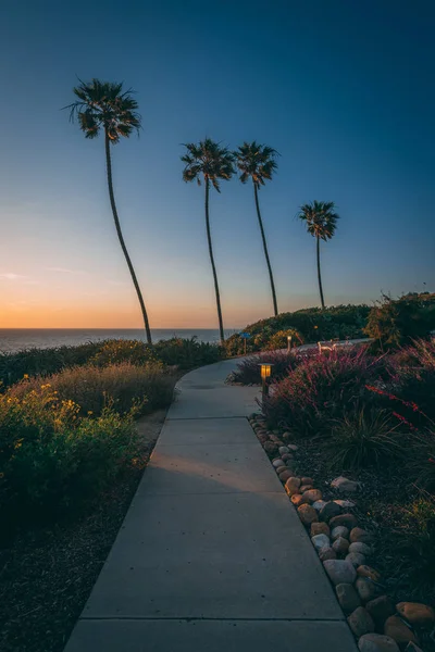 Palm bomen en tuinen bij zonsondergang in La Jolla Shores, San Diego, — Stockfoto
