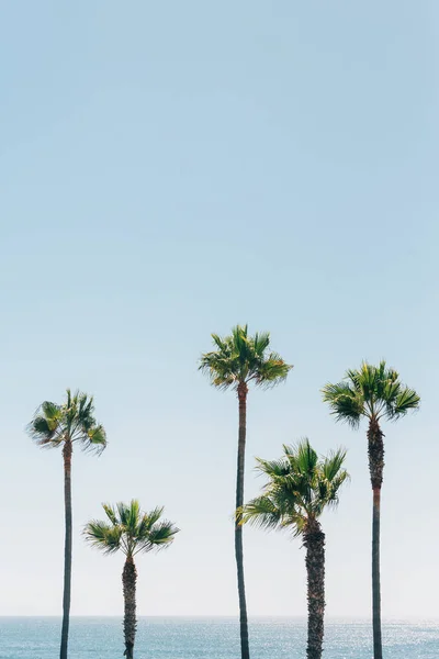 Palmeiras em Manhattan Beach, Califórnia — Fotografia de Stock