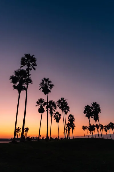 Palmen am Strand bei Sonnenuntergang, in Venedig Strand, los angeles, — Stockfoto