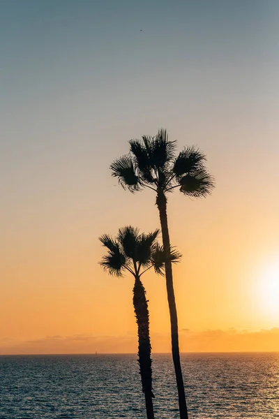 Palmeiras ao pôr do sol em Manhattan Beach, Califórnia — Fotografia de Stock