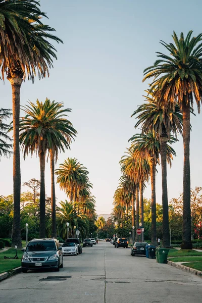Palm trees on South Windsor Boulevard, in Los Angeles, Californi — 스톡 사진
