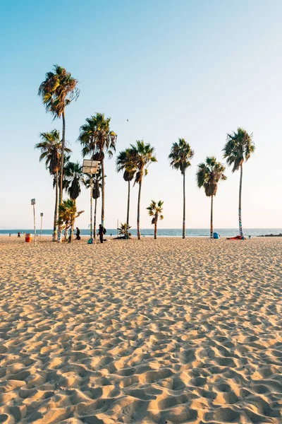 Palmeiras na praia, em Venice Beach, Los Angeles, Califórnia — Fotografia de Stock