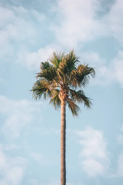 Palmeira em Malibu, Califórnia — Fotografia de Stock