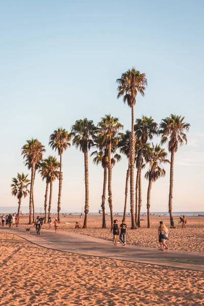 Pálmafák a tengerparton Santa Monica, Kalifornia — Stock Fotó