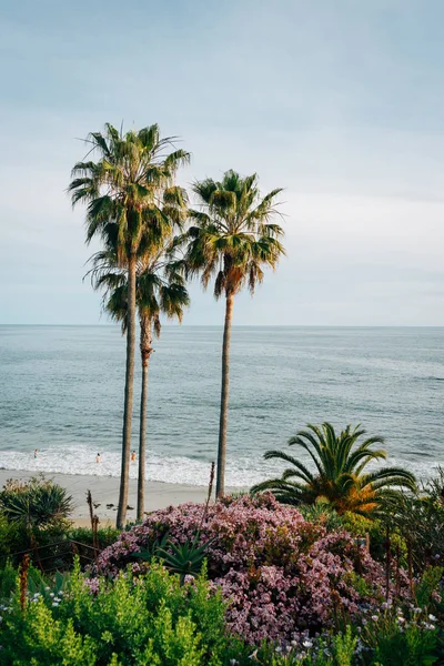 Jardines y palmeras en Laguna Beach, California — Foto de Stock