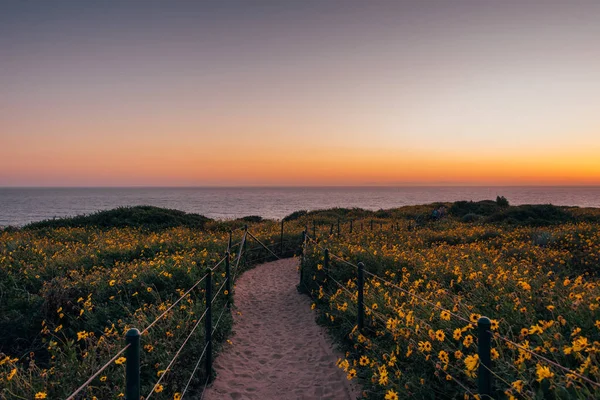 Path and yellow flowers at sunset, at Dana Point Headlands Conse — Stock Photo, Image
