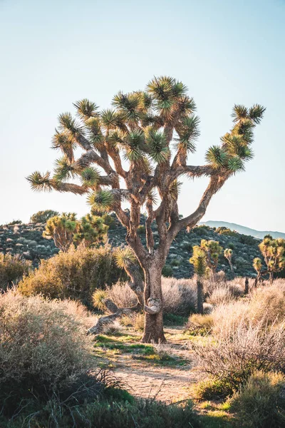 Joshua Trees στο Εθνικό Πάρκο Joshua Tree, Καλιφόρνια — Φωτογραφία Αρχείου