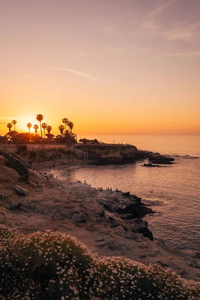 Blommor och utsikt över en strand vid solnedgången, i La Jolla, San Diego, C — Stockfoto