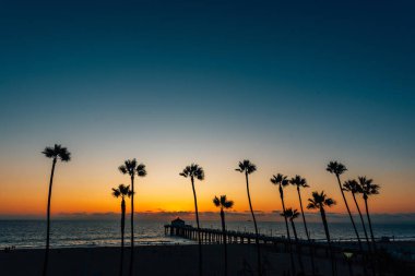 Manhattan Beach, California 'da gün batımında palmiye ağaçları