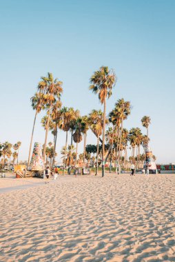 Venice Sahili, Los Angeles, Californi, sahilinde palmiye ağaçları