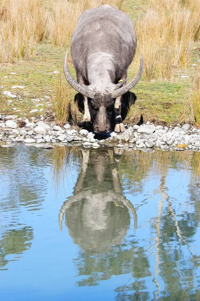 Búfalo de agua asiático —  Fotos de Stock