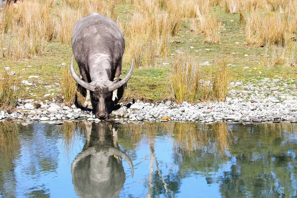 Asiatico acqua bufalo — Foto Stock