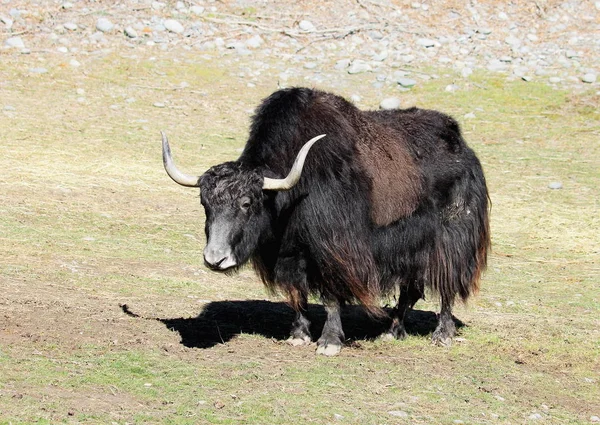 Close Up of a Yak (Bos grunniens) — Stock Photo, Image