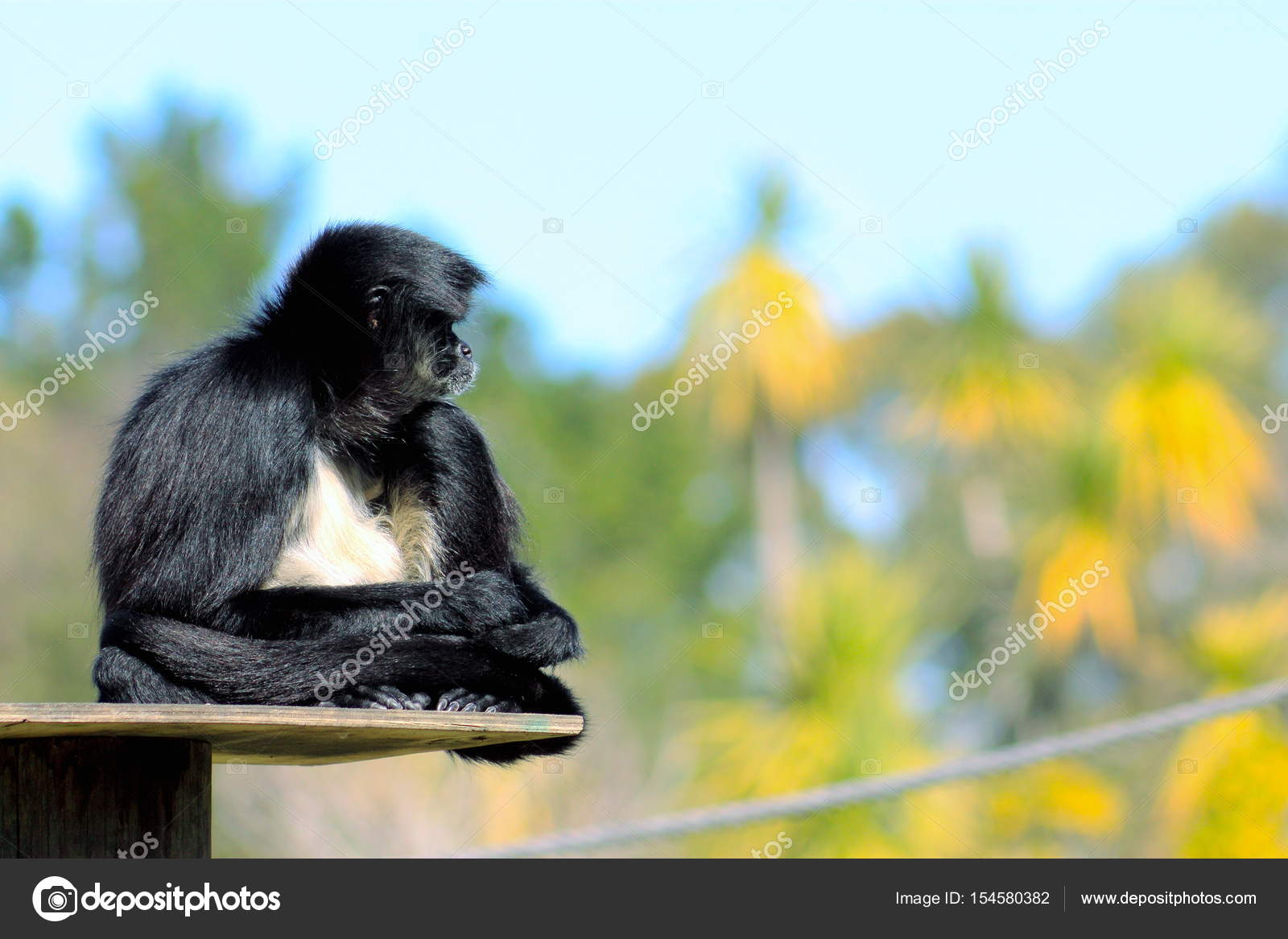 White Bellied Spider Monkey Ateles Belzebuth Stock Photo