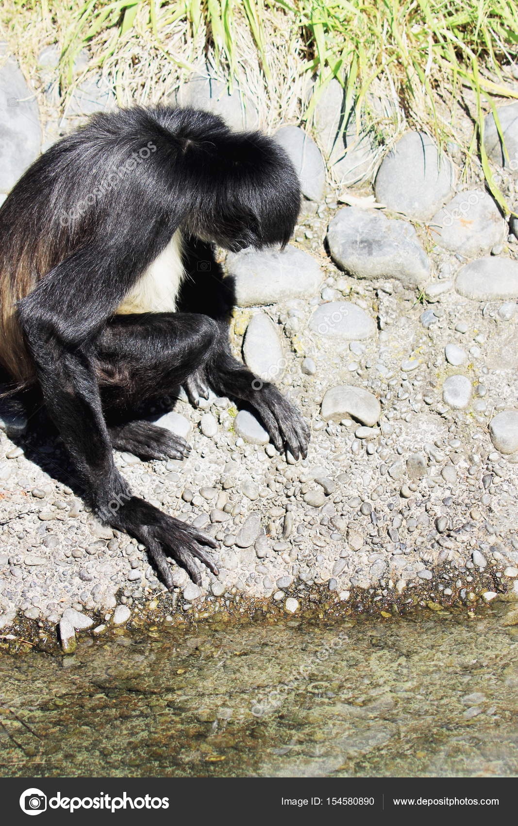 White Bellied Spider Monkey Ateles Belzebuth Stock Photo