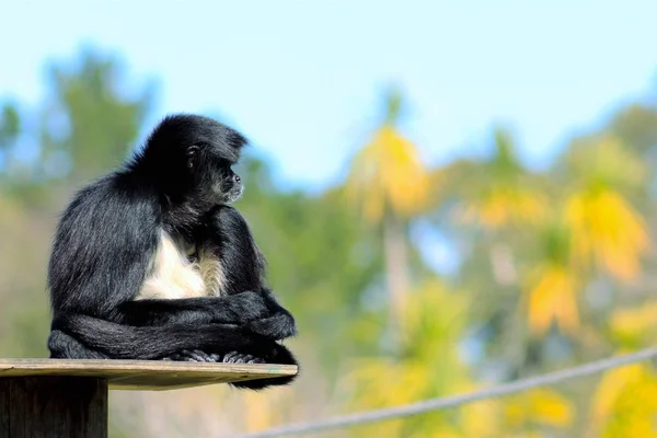 Macaco Aranha Ateles belzebuth fotos - Ache Tudo e Região