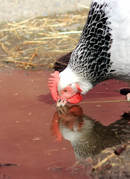 Pollo leggero del Sussex — Foto Stock