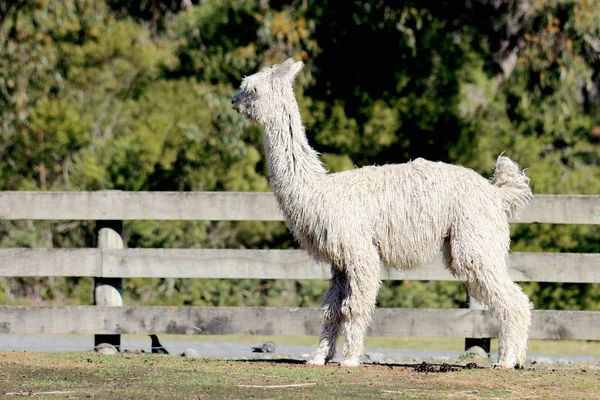 Primer plano de una alpaca — Foto de Stock