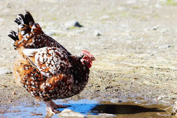 Skvrnitý Sussex kuře — Stock fotografie