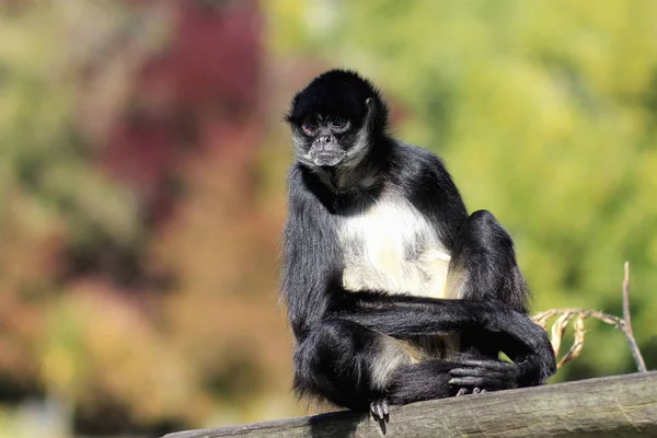 Vitnäbbad spindelapa (Ateles belzebuth)) Stockbild