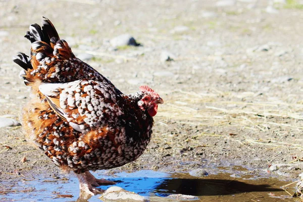 Benekli Sussex tavuk Telifsiz Stok Fotoğraflar