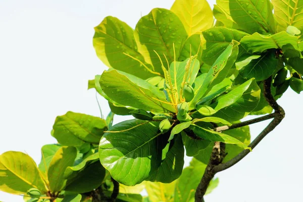 Tropische amandelen (de Terminalia catappa) — Stockfoto