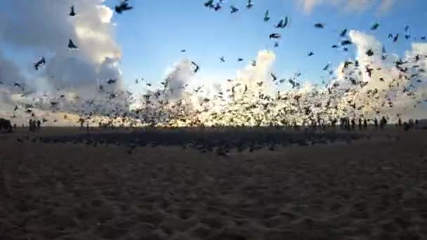 Chennai Indien Marina Stranden Gopro Hjälte Svart 60Fps Filmiska Oredigerade — Stockvideo