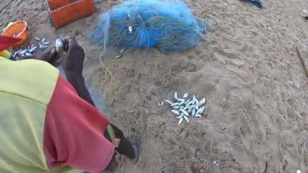 漁師は漁網から魚を拾うのを見ました マリーナビーチで通常の早朝の映像チェンナイインドタミル ナードゥ州 Goproヒーロー7黒4K 60Fps映画未編集のビデオ — ストック動画